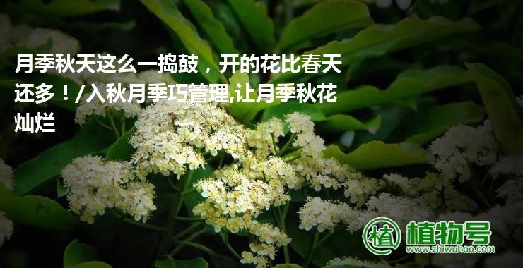 月季秋天这么一捣鼓，开的花比春天还多！/入秋月季巧管理,让月季秋花灿烂