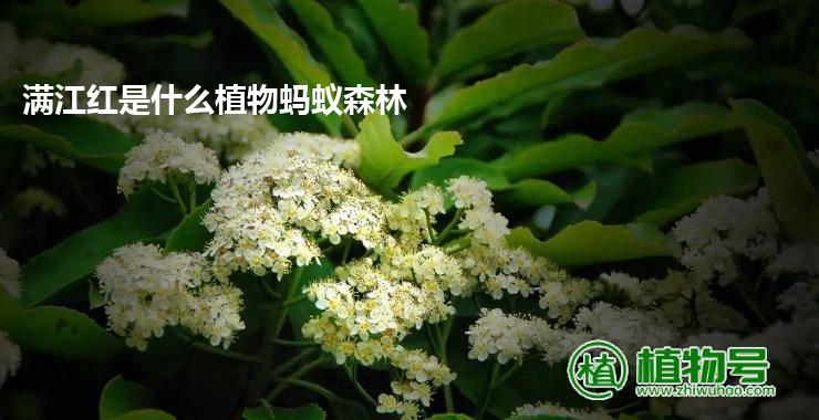 满江红是什么植物蚂蚁森林