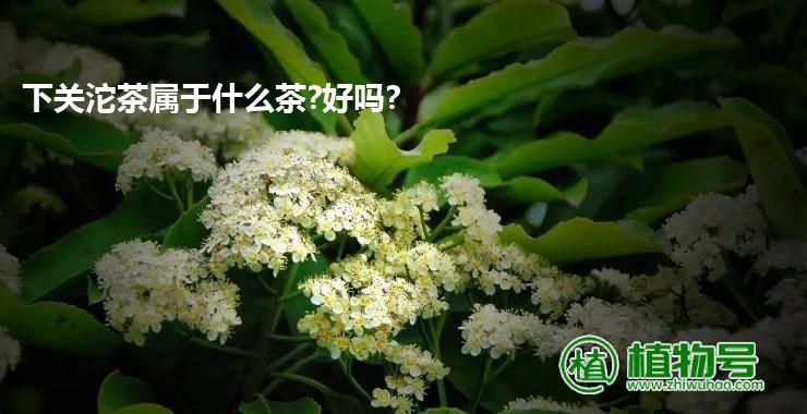 下关沱茶属于什么茶?好吗?