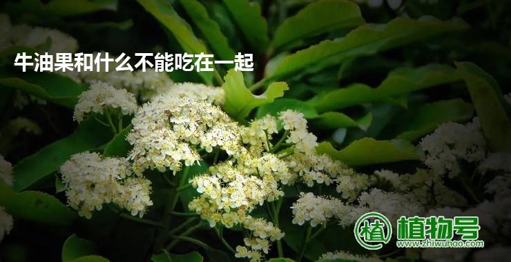 牛油果和什么不能吃在一起