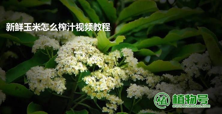 新鲜玉米怎么榨汁视频教程