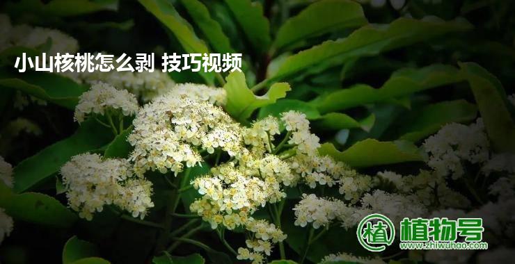 小山核桃怎么剥 技巧视频