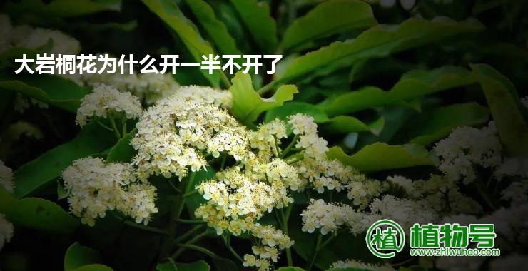 大岩桐花为什么开一半不开了