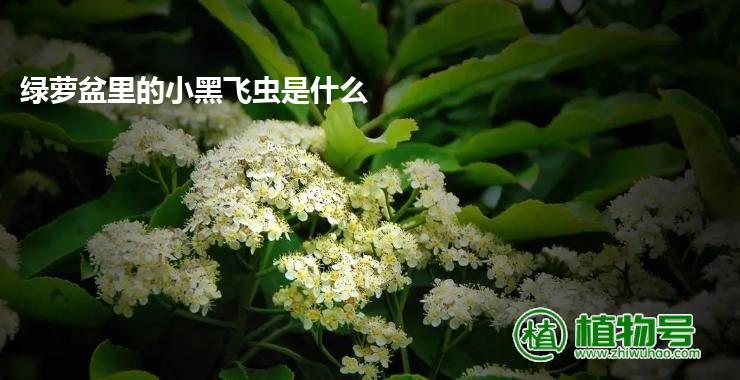 绿萝盆里的小黑飞虫是什么