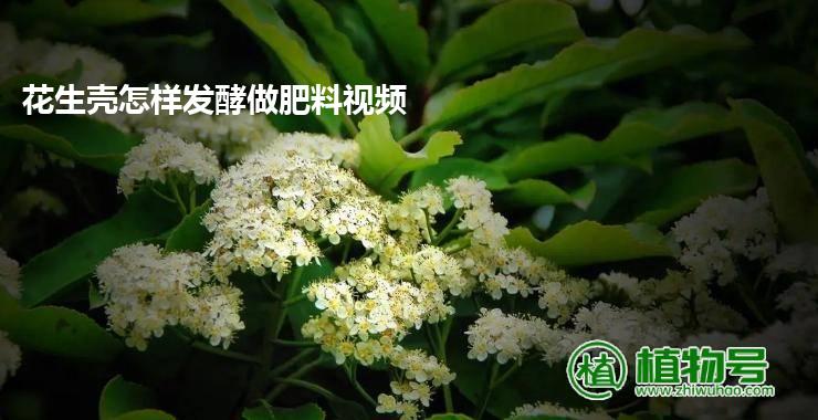 花生壳怎样发酵做肥料视频