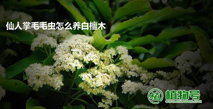 仙人掌毛毛虫怎么养白檀木