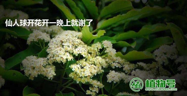 仙人球开花开一晚上就谢了