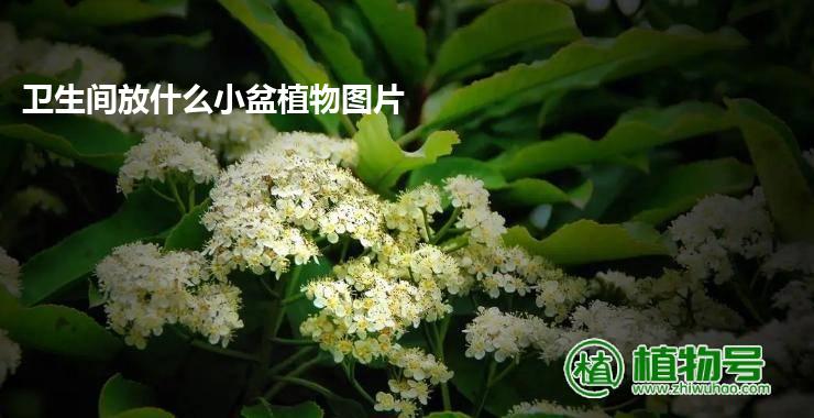 卫生间放什么小盆植物图片