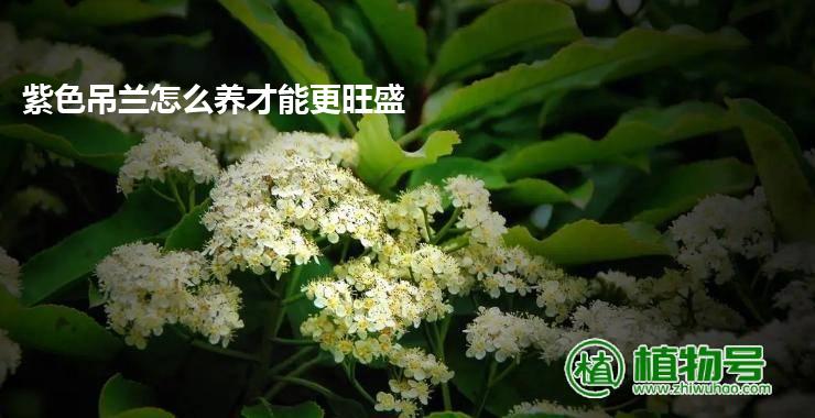 紫色吊兰怎么养才能更旺盛