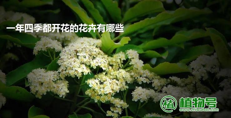 一年四季都开花的花卉有哪些