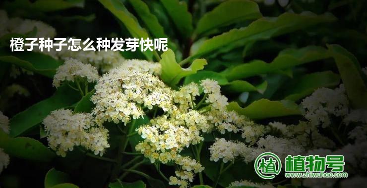 橙子种子怎么种发芽快呢