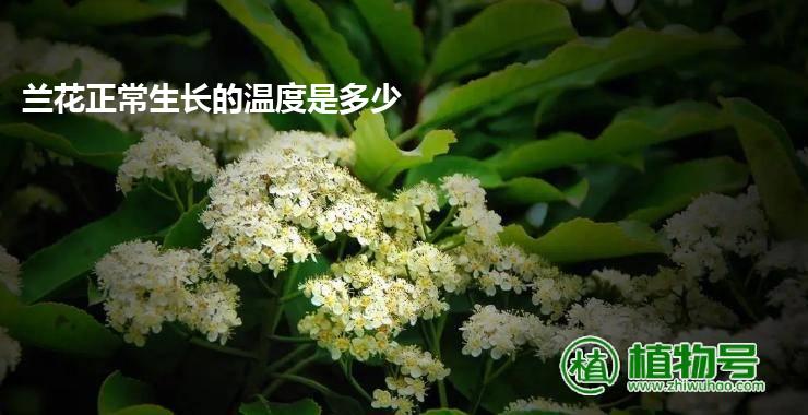 兰花正常生长的温度是多少