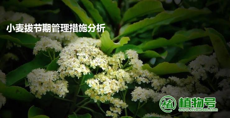 小麦拔节期管理措施分析