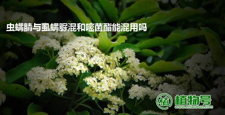 虫螨腈与虱螨脲混和嘧菌酯能混用吗