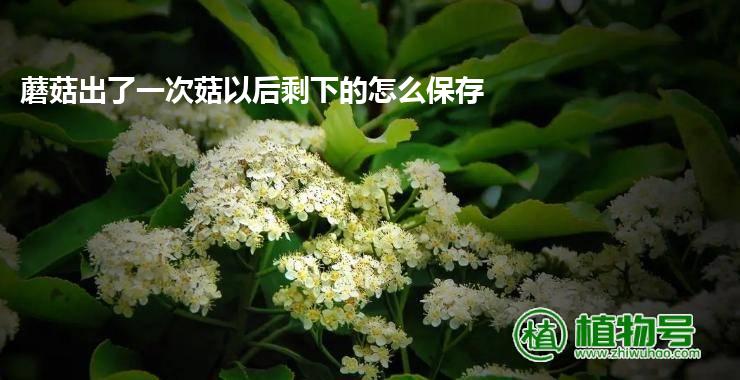 蘑菇出了一次菇以后剩下的怎么保存