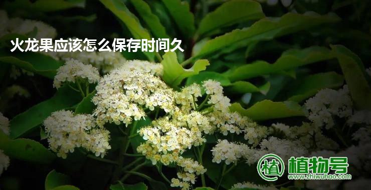 火龙果应该怎么保存时间久