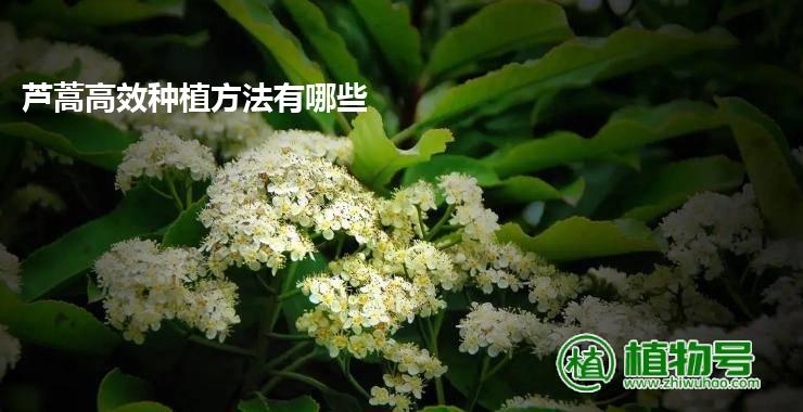 芦蒿高效种植方法有哪些