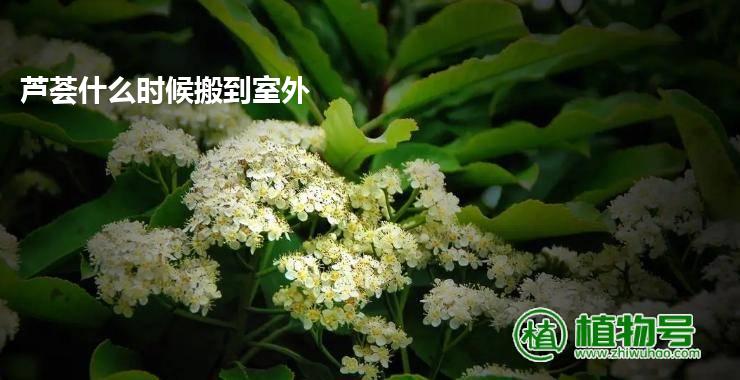 芦荟什么时候搬到室外