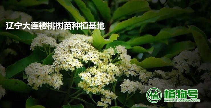 辽宁大连樱桃树苗种植基地