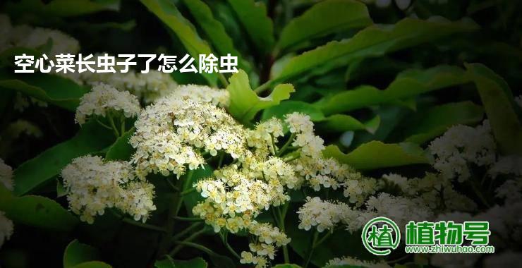 空心菜长虫子了怎么除虫