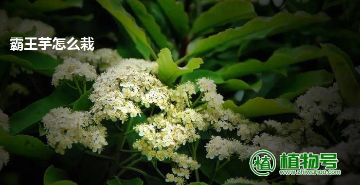 霸王芋怎么栽