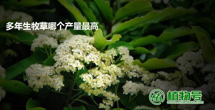 多年生牧草哪个产量最高