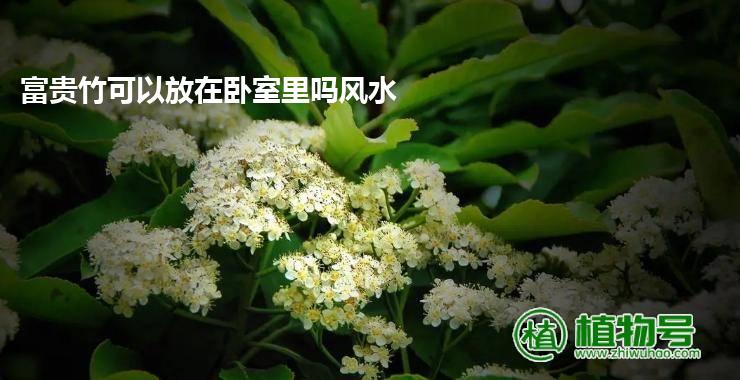 富贵竹可以放在卧室里吗风水