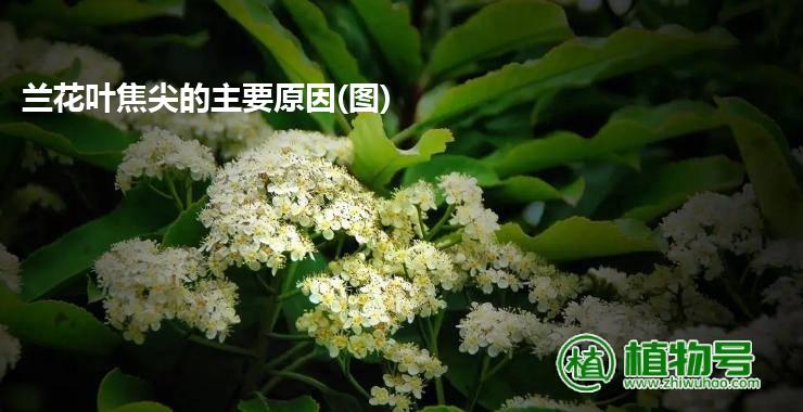 兰花叶焦尖的主要原因(图)