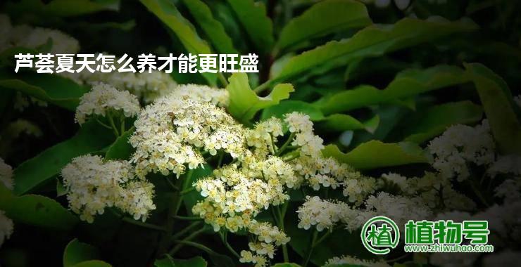 芦荟夏天怎么养才能更旺盛