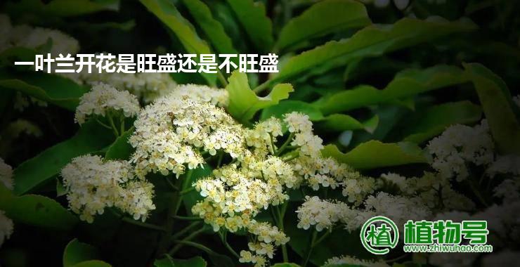 一叶兰开花是旺盛还是不旺盛