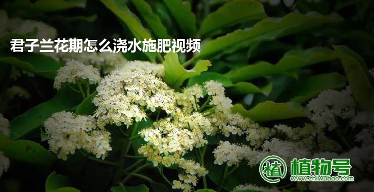 君子兰花期怎么浇水施肥视频