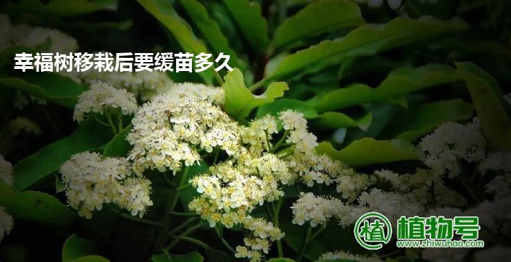 幸福树移栽后要缓苗多久